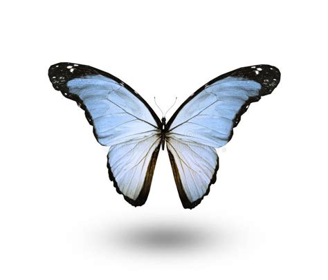 Color Butterfly Isolated On White Stock Illustration Illustration