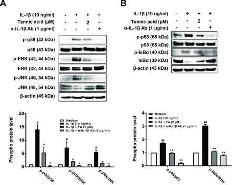 Effects Of Ta On Il 1β Induced Mapk And Nf κb Activation In Human Oa