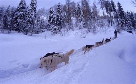 Husky Dog Sledding In The Alps Undiscovered Mountains