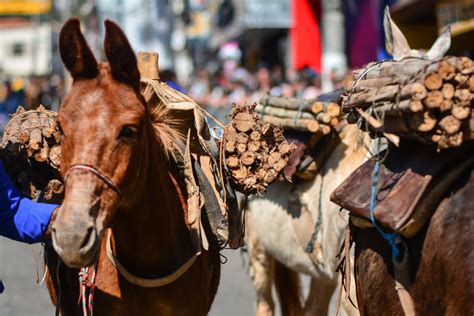 Entrada Dos Carros De Lenha Nas Festas De Agosto De S O Roque Em S O