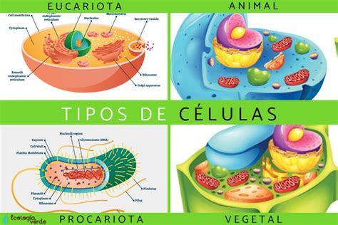 Proyectos De Modulo Iv Cuadro Sinoptico Documento Dos Tipos De Celulas