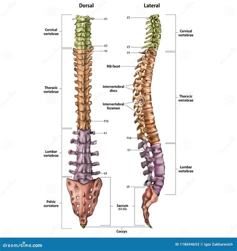 Illustrazione Della Spina Dorsale Umana Con Il Nome E La Descrizione Di