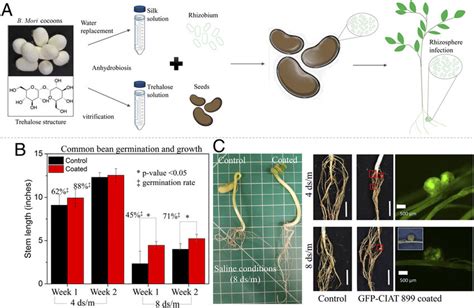 Seed Coating Plant Root Colonization And Mitigation Of Saline Soil