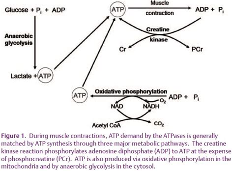 ATP synthesis during ischaemic muscle contractions - The Physiological ...