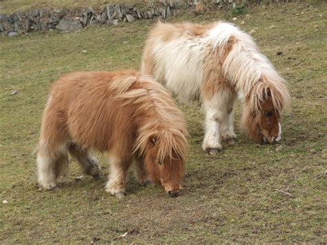 Hericus Miniature Shetland Pony Stud: New Home For Beau & Barney..