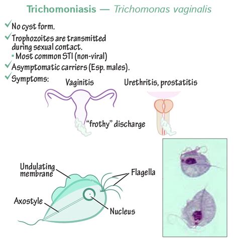 Immunology Microbiology Glossary Protozoa Trichomoniasis Ditki