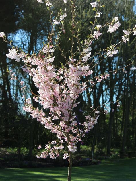 Deciduous Tree Prunus Subhirtella Autumnalis Rosea Flowering Cherry