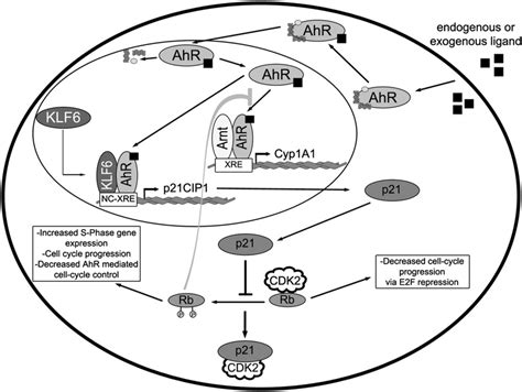 Ahr Signal Integration During Liver Regeneration Activation Of The Ahr