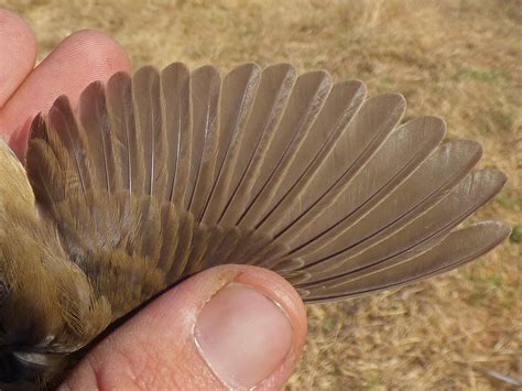 Amantes De La Ornitolog A Carricero Pol Glota En Extremadura