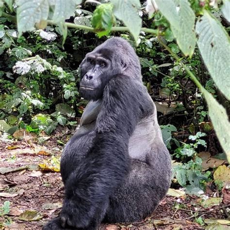 5 Best Destinations To Track Primates In Uganda Primate Safaris