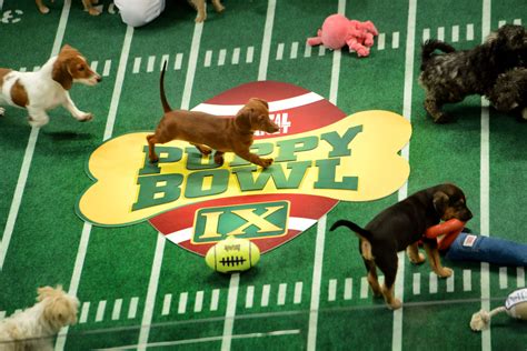 It's Super Bowl Sunday! Are You Ready For Some Puppy Bowl?