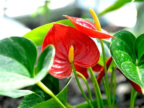 Anthurium Care