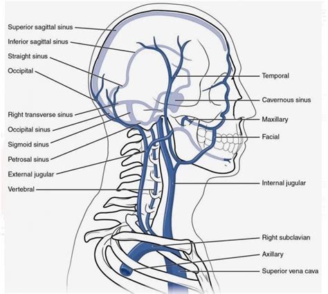 Lista Foto Arterias Y Venas De La Cabeza Mirada Tensa