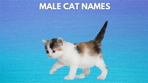 1000+ Male Cat Names {and Meanings}