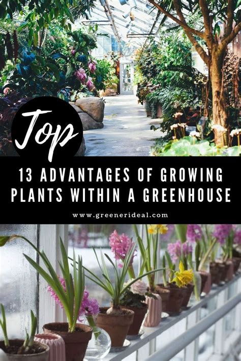 13 Advantages Of Growing Plants Within A Greenhouse Growing Plants Greenhouse Gardening