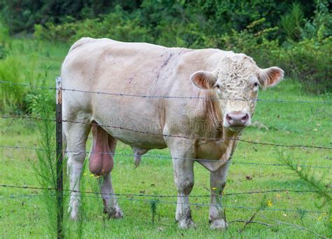 Charolais bull stock photo. Image of bone, bull, horn - 12129862