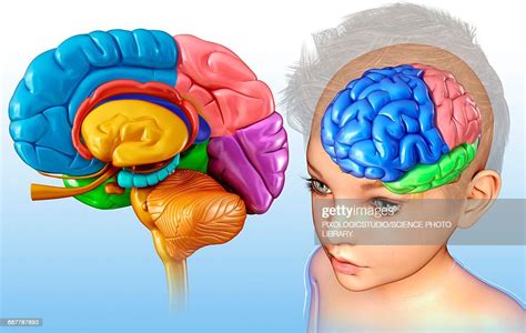 Childs Brain Anatomy Illustration High-Res Vector Graphic - Getty Images