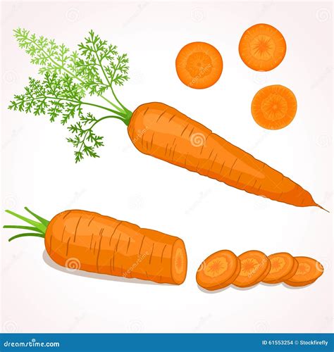 Carrot Illustration Stock Vector Illustration Of Lifestyle 61553254