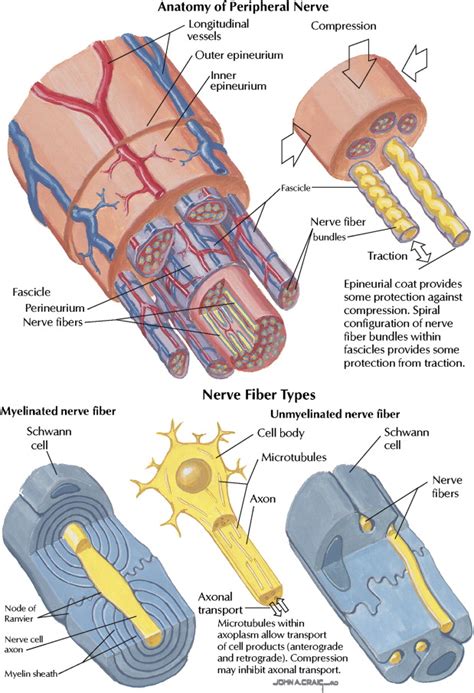 Peripheral Nerve Response to Injury | Pocket Dentistry