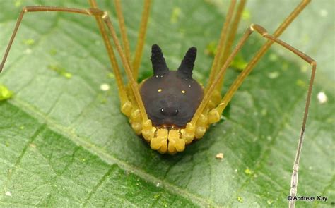 Real Monstrosities: Bunny Harvestman