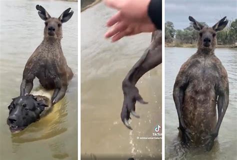 OMG: Aussie punches kangaroo trying to drown his pet dog