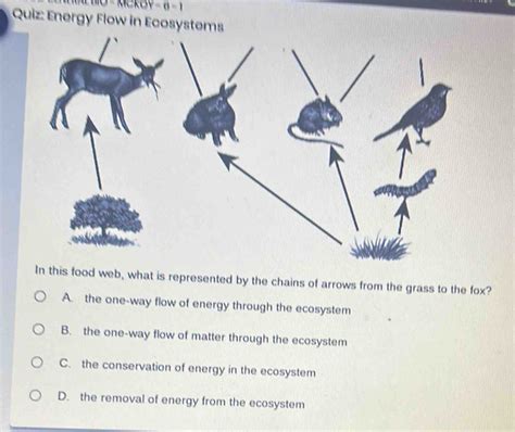 Solved ∴ Pckoy 6 1 Quiz Energy Flow In Ecosystems In This Food Web What Is Represented By The