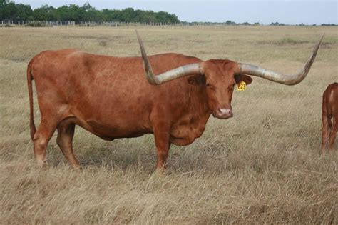 El Coyote Ranch Photo Gallery Texas Longhorns And Information Page