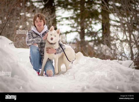 White Siberian Husky Stock Photo - Alamy