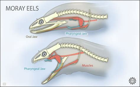 Stingray Anatomy Diagram