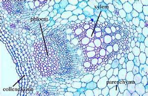 Plant Tissue - AP Biology Review