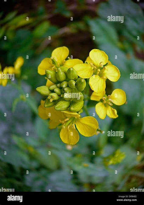 Flowers of Mustard plant Stock Photo - Alamy