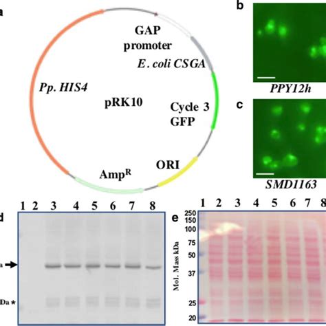 Expression Of E Coli CSGA GFP Fusion Protein In K Phaffii A Map Of