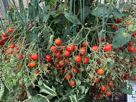 Un Jardinier Britannique Tablit Un Nouveau Record Du Monde Pour Avoir