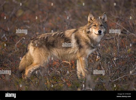 Gray Wolf (Canis lupus) standing on tundra, Denali National Park ...