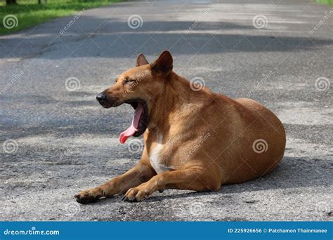 A Brown Haired Thai Dog With A Wide Mouth Sitting In The Middle Of The