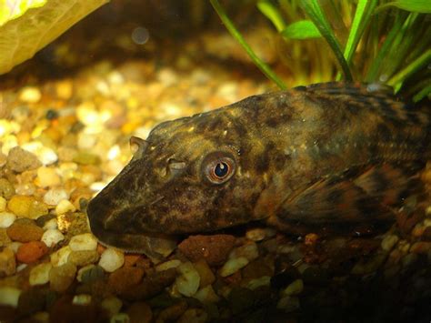 Common Plecostomus Fish Care, Size, Tank Mates, and Lifespan | Tropical ...