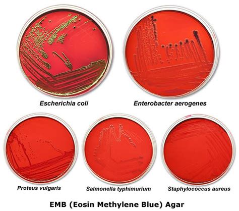 Levine Eosin Methylene Blue Agar Levine Emb Agar