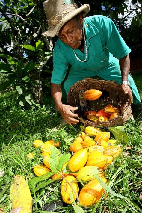 Colheita De Cacau No Sul Da Bahia Imagem De Stock Editorial Imagem De