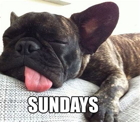 14 French Bulldog Memes That Will Make Your Day! - PetPress