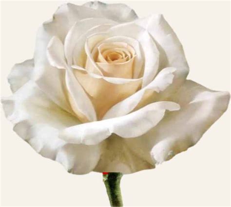 White Roses: Meaning, Symbolism, History - La Fleur De Luxe