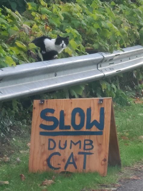 Fuck You Neighbor S Cat R FUCKYOUINPARTICULAR