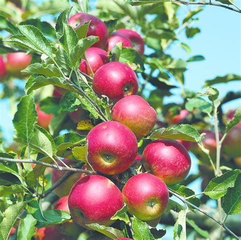 Malus Domestica