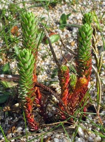 Les Actualit S Du Monde De Lupa Euphorbe Des Dunes Euphorbia Paralias