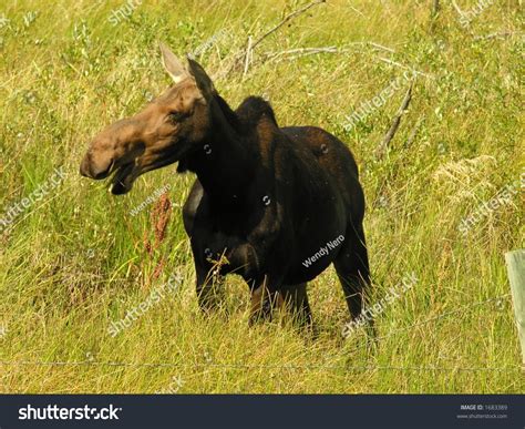 Laughing Moose Stock Photo 1683389 : Shutterstock