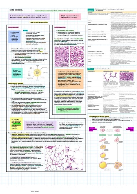 Tejido adiposo Ross Histología Texto Y Atlas Tejido conjuntivo