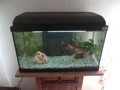 Quels Poissons Pour Un Aquarium De 50 Litres