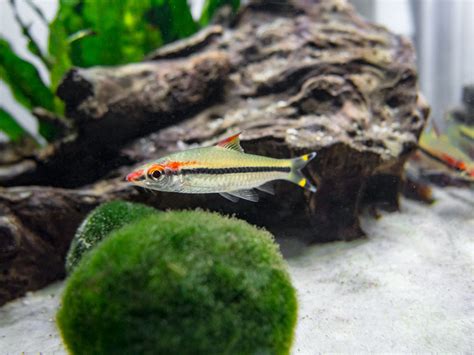 Denison’s Barb (Sahyadria denisonii), TANK-BRED! - Aquatic Arts on sale ...