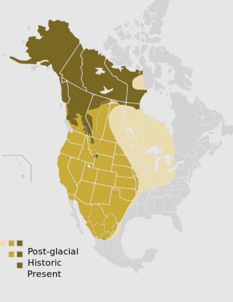 Mexikanischer Grizzlyb R Ursus Arctos Horribilis Infos Bilder