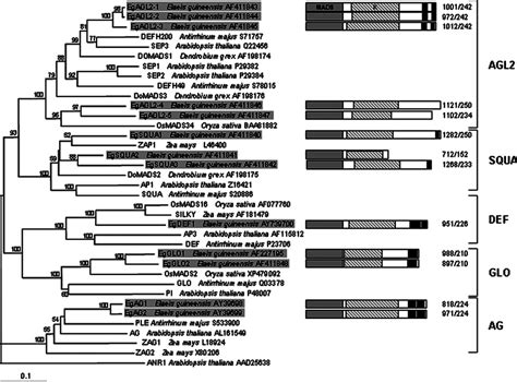 Relationships Between Mads Box Proteins From Elaeis Guineensis And