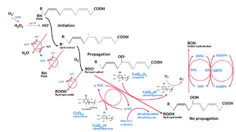 The Integrated Antioxidant Defenses Against Lipid Peroxidation The